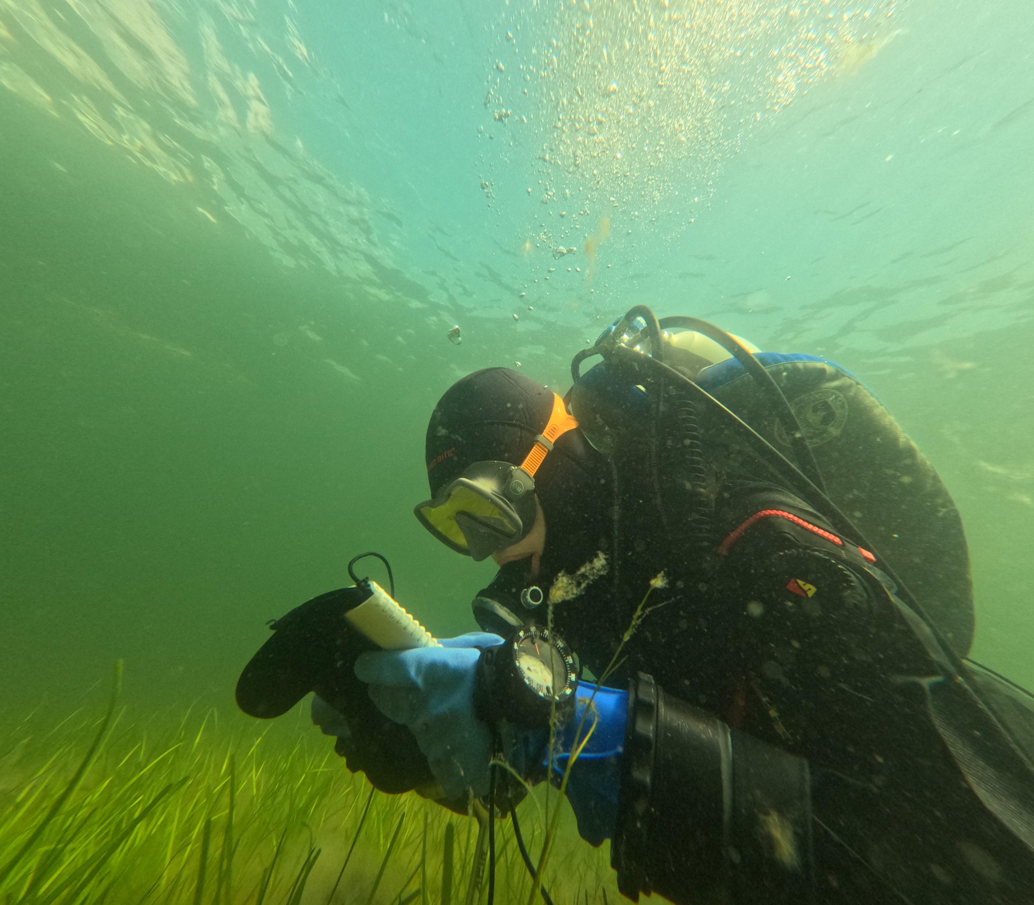 A diver swims above a seagrass meadow